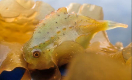 Rognkjeks spiser gummigranulat