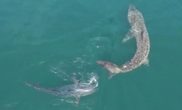 Makrellstørje jager brugde