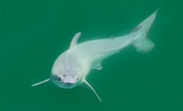 Hvithaibaby fanget på film