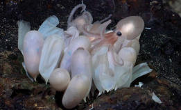 Oppdaget fire nye blekksprutarter