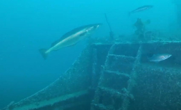 D/S Martha Hendrik Fisser i Narvik