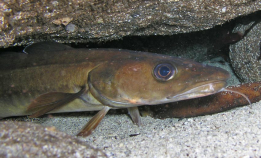 Dette er vår lengste torskefisk