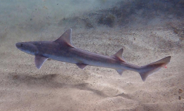 Har dokumentert jomfrufødsel