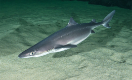 Gravide haier er mer aktive om vinteren