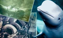 Hvaldimir og havets spioner