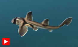 Livet er ikke lett for babyhaier