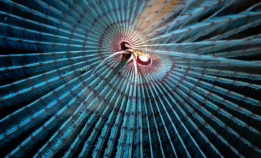 Vakre bilder av påfuglmark