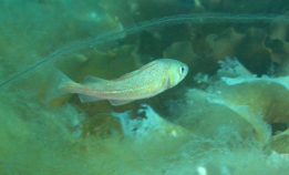 Derfor har torsken krympet