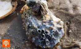 Invaderer Asker og Bærum