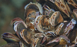 Spiser ikke blåskjell lenger