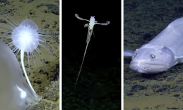 Utrolig hva som finnes i dypet