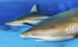 Dette er hans 25 beste bilder