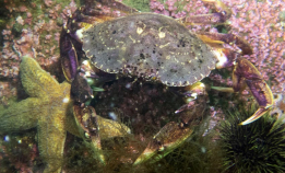 Denne kan dukke opp i år