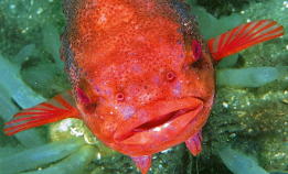 Den er blant våre artigste fisker