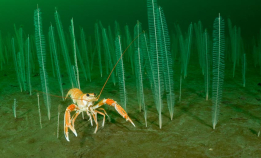 Fantastiske scener fra Norge