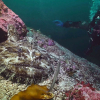 Breiflabb viser frem fiskestangen