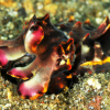 Utrolig fargeprakt: Flamboyant cuttlefish