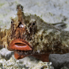 Møt den merkelige ranglefisken
