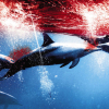 Sjokkerende film om delfinjakt