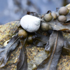 Må vi spise snegler, sjøpung og tare?