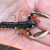 På sporet av hummermysteriet