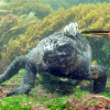 Dyrelivet på Galápagos er truet