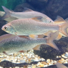 Dette gjør fisken mindre redd