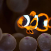 37 blinkskudd fra Lembeh Strait