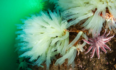 Økt selvforsyning med nye marine arter?