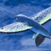 Artige fakta om flygefisk