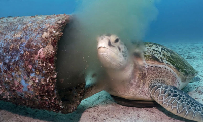 Opprørende skilpaddevideo