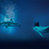 Se Sharkwater Extinction gratis