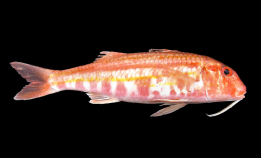 Har du sett en uvanlig fisk?