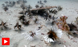 Dragefisken har invadert Florida