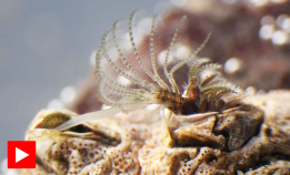 De har dyrerikets lengste penis