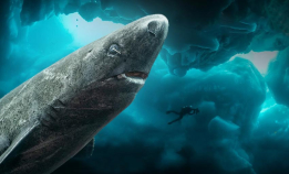 Se gratis: Sharks of the Icy North