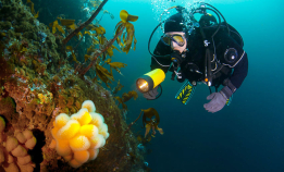 Ta dykkekurs på én uke hos Nemo