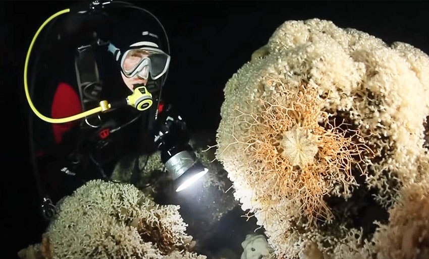 Koraller i kaldt vann: Alien Reefs