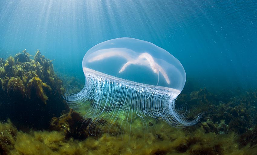 Bli med på Dugnad for Havet!