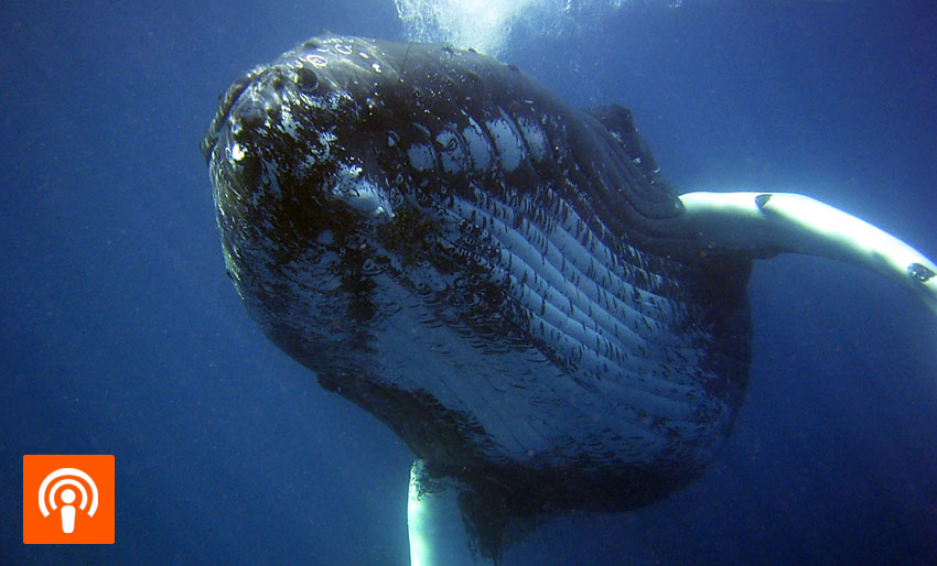 Oljeleting kan ødelegge for hvalsang