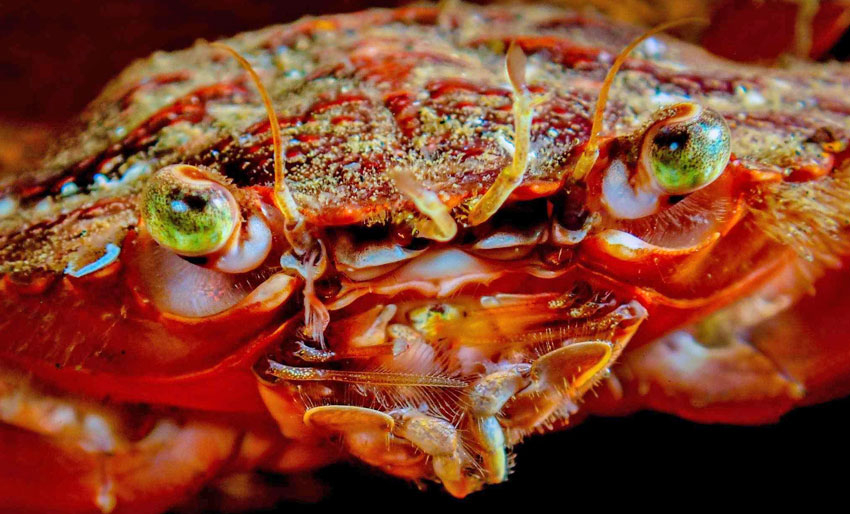 Bli med Nemo på tirsdagsdykk