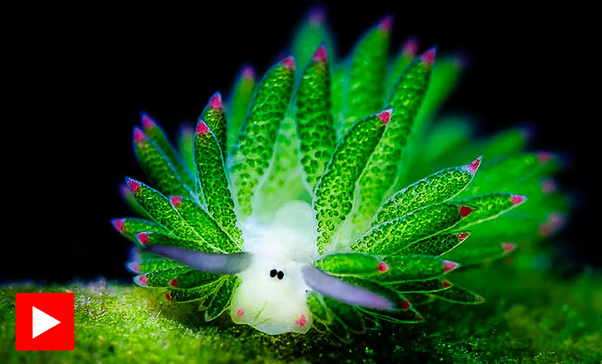 Bli kjent med «Shaun the Sheep»