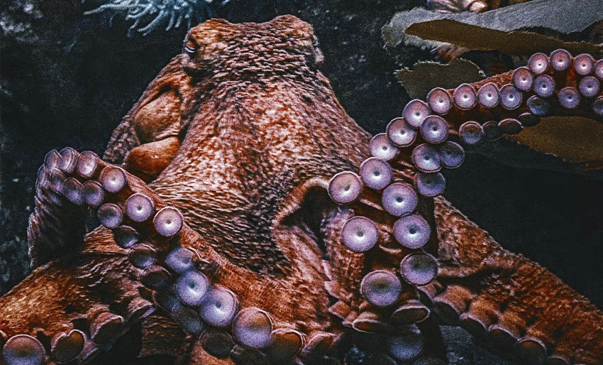 Hvordan sover dyrene i havet?