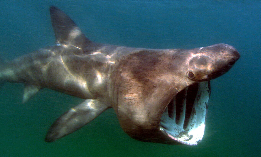 Brugda – vår aller største hai