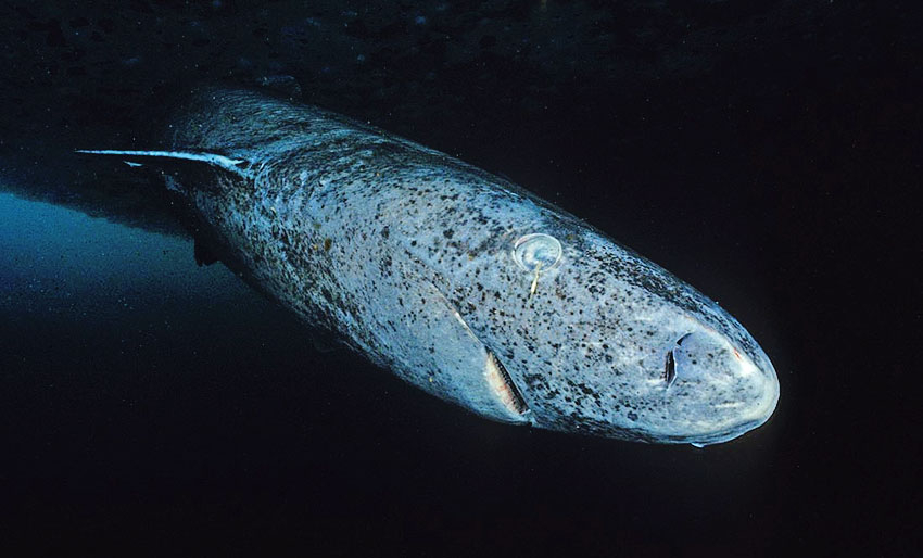 Håkjerring – verdens største rovhai