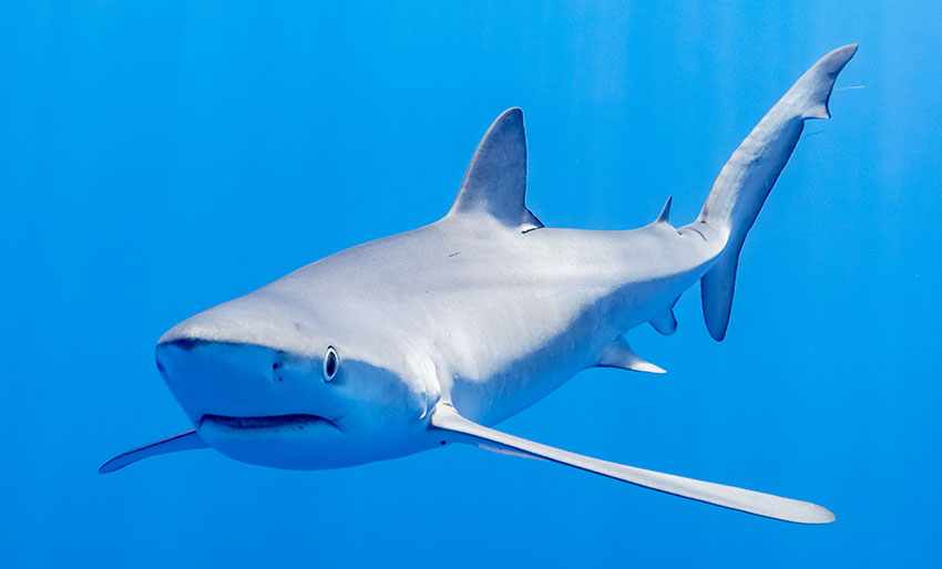 Ni spennende fakta om haier