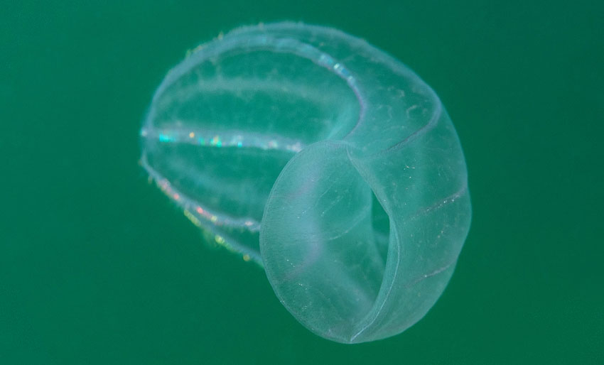 Glupsk manet sluker artsfrende