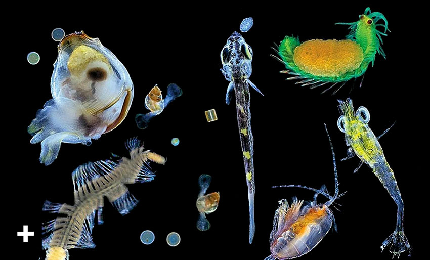 Verdens største forflytning av dyr