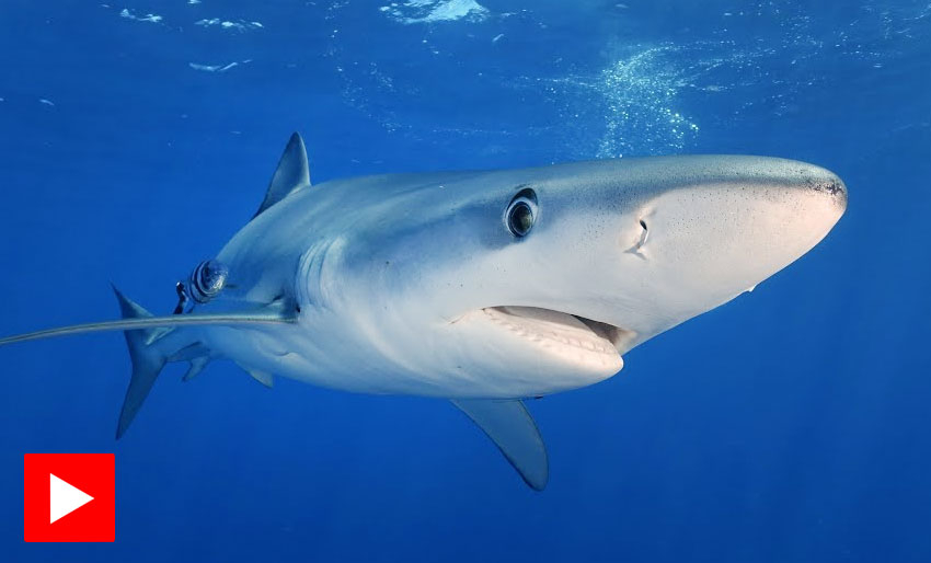 Dykk med blåhai på Azorene