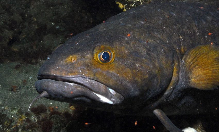 Brosme trives ofte på vrak